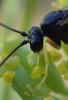 218583 – Photo : Catherine Reymonet-Smitten – France (31)